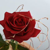 Valentines Gift - Red Rose w/ Fallen Petals in a Glass Dome - seasonBlack